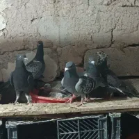 کبوتر|پرنده|بناب, |دیوار