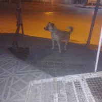 سگ قدرجونی|سگ|شهرکرد, |دیوار