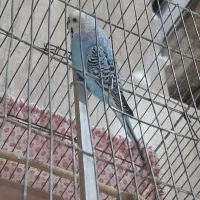 مرغ عشق آبی نر