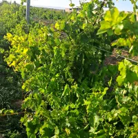 باغ انگور ایستاده و بادام