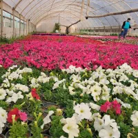 فروش انواع نهال