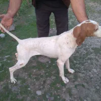 سگ شکاری|سگ|ماسال, |دیوار