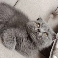 گربه اسکاتیش