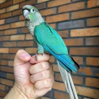 گرینچیک تراکوییس نرمال