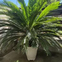 فروش سیکاس های تنه دار شیک ۱۵ ساله
