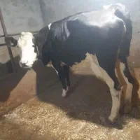 گاو سیمینتال