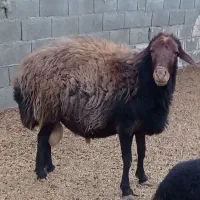 قوچ افشاری .کربال.|حیوانات مزرعه|کربال, |دیوار