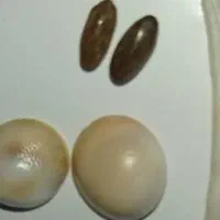 خرید و فروش انواع مهره و سکه