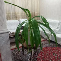 فروش سوسن عنکبوتی|گل و گیاه طبیعی|قم, منبع آب|دیوار