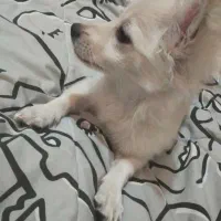 سگ پامر اشپیتز|سگ|کرمان, |دیوار