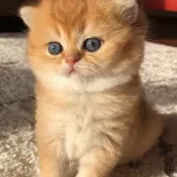 مرکز فروش گربه های لاکچری و اشرافی