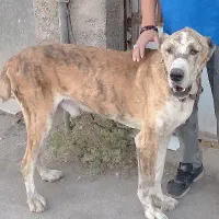 ۳عدد سگ نر گله ای به شرط