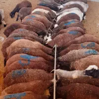 رشد سریع بره و بزغاله و کاهش هزینه