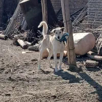 یک   گلاده سگ نر|سگ|نوشین شهر, |دیوار