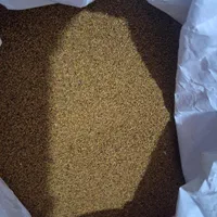 نمایندگی بذر یونجه پایه بلند موسوی