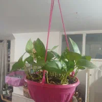 گل طبیعی|گل و گیاه طبیعی|باقرشهر, |دیوار