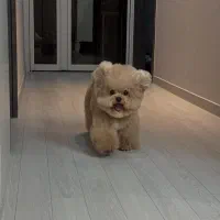 سگ آفریقایی باهوش