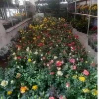 باغبان سیار به تمام نقاط تهران فقط یک تماس|خدمات باغبانی و درختکاری|تهران, سعادت‌آباد|دیوار