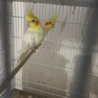 تعداد6جفت عروس هلندی مولد لوتینو همه کارداده