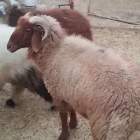 بره نره وقوج