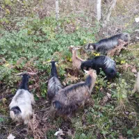 7راس بزبچه داره