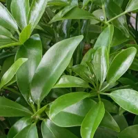 نگهداری،باغداری‌،گل و گیاه و درختچه آپارتمانی