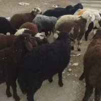 ۲۰راس0 بره نر