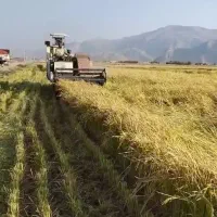 برنج کامفیروزی اصل