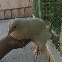 برهما