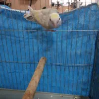 طوطی کوتوله وکبوتر|پرنده|اطاقور, |دیوار