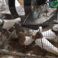 کبوتر طوقی و بال سفید معاوضه با سهره و قناری