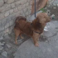 معاوضه با کبوتر|سگ|علی‌آباد کتول, |دیوار