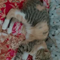 گربه گمشده
