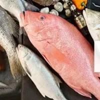 بار جدید ماهی جنوب وقزل آلا