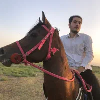 اسب نریان عرب دوسر وارداتی