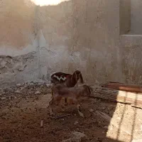 بز پاکستانی|حیوانات مزرعه|چغادک, |دیوار