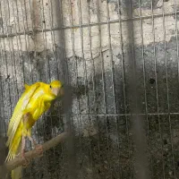 قناری|پرنده|مراغه, |دیوار