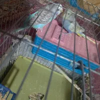 مرغ عشق معاوضه با اردک بوقلمون غاز