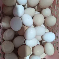تخم مرغ محلی