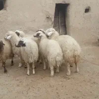 بره|حیوانات مزرعه|اسلام‌‌آباد غرب, |دیوار