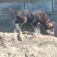 دو توله خراسانی دو ماهه پیام پاسخ گو نیستم