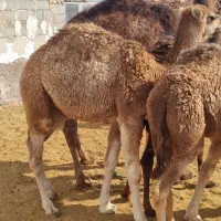شتر بلبون ماده چاق