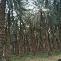درخت بند