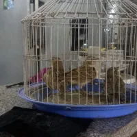 سپهری خوش رنگ سالم|پرنده|پائین جام, |دیوار