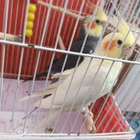 جفت مولد