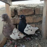 کبوتر سینه ای نرو ماده|پرنده|اصفهان, عاشق‌آباد|دیوار
