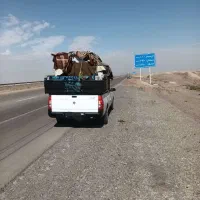 وانت بار اساس کشی با کارگر بی کارگر سراسر قم|خدمات حمل و نقل|قم, شهرک فاطمیه|دیوار