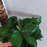 هویا و چند گیاه آپارتمانی