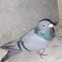 کبوتر پلاکی