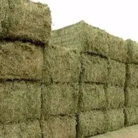 یونجه